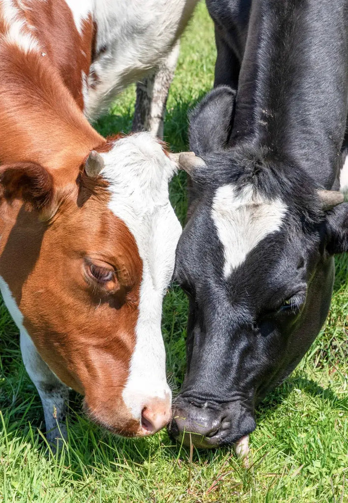 two cows